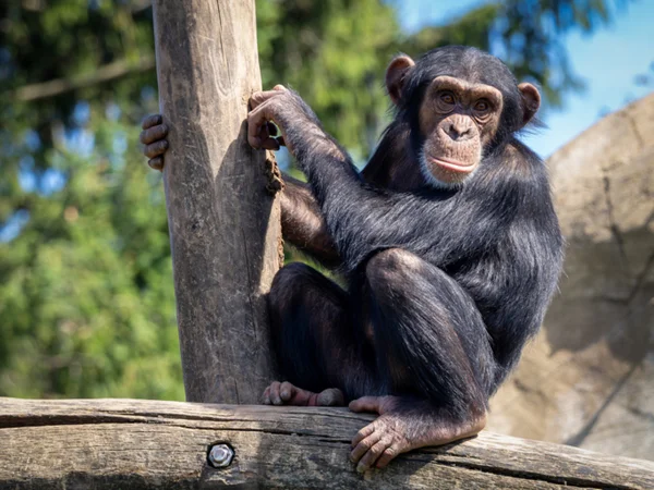Foto colorida de chimpanzé em árvore - Metrópoles - ciência