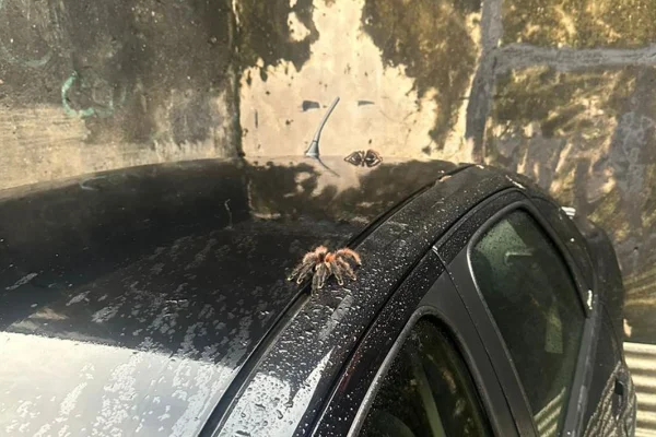 Traficante joga animais pela janela ao ser surpreendido pela PF