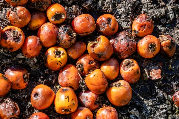 Frutas descartadas que estão em decomposição. Metrópoles