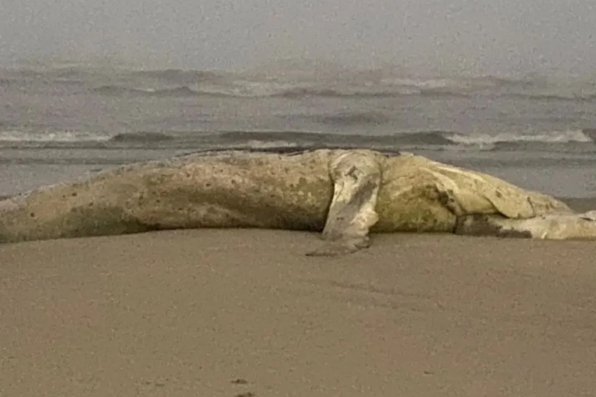 Baleia-jubarte encalhada em praia de Itanhaém Baleia-jubarte encalhada em praia de Itanhaém