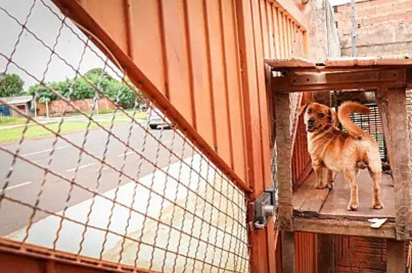Cachorro ganhou estrutura para olhar os acontecimentos da rua