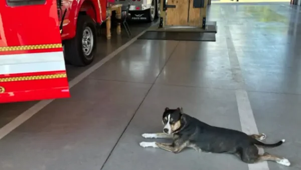 cadela bate na porta de bombeiros