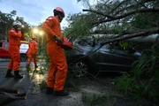 Equipe do CBMDF cortou os galhos da árvore após o desligamento da energia 