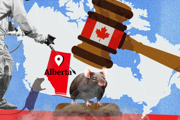 Extermínio de ratos em Alberta, no Canadá- Metrópoles