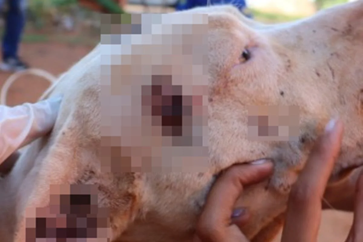 O cachorro apresentava ferimentos, magreza e infestação de carrapatos O cachorro apresentava ferimentos, magreza e infestação de carrapatos