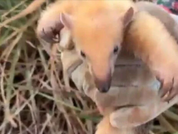 Foto colorida de filhote de tamanduá resgatado abraçado na mãe morta - Metrópoles