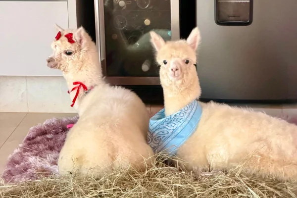 Casal cria alpacas em casa e prepara projeto social com os animais - destaque galeria Casal cria alpacas em casa e prepara projeto social com os animais - destaque galeria