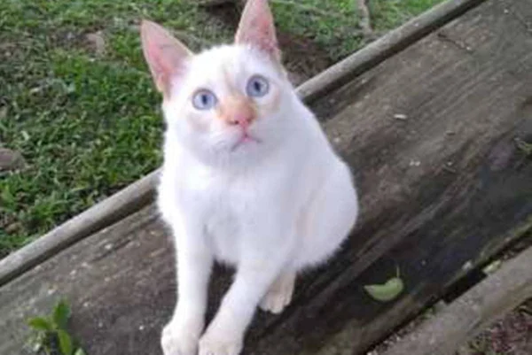 Gatoelho
