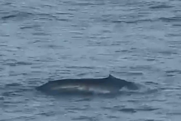 Criticamente ameaçada de extinção, uma baleia azul nunca havia sido avistada em Ilhabela. As imagens foram feitas por pesquisadores - Metrópoles