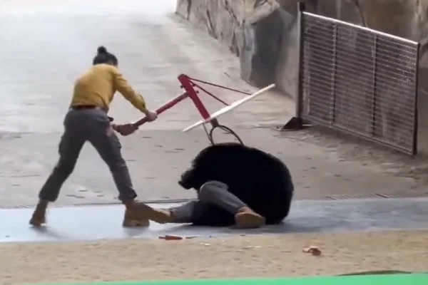 Imagem colorida de urso atacando treinador