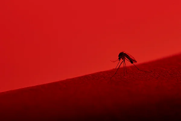 mosquito da dengue