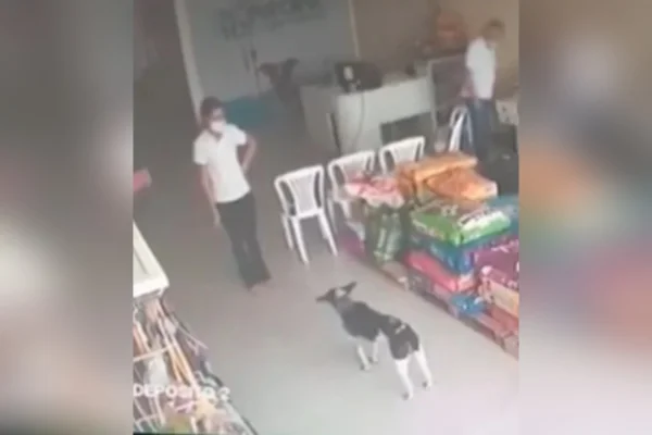 Cão gravemente ferido entra em clínica veterinária e recebe ajuda