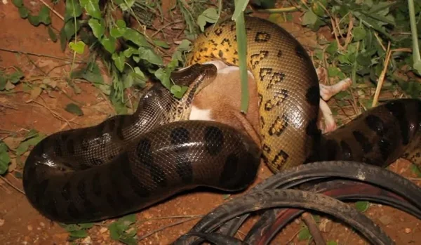 Vídeo: sucuri de 6 metros engole cachorro em Mato Grosso