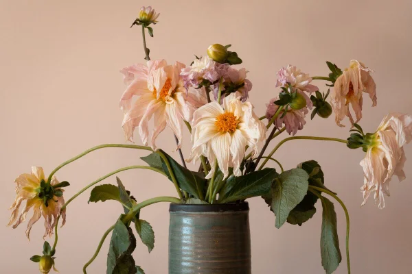 5 plantas que você jamais deveria ter em casa