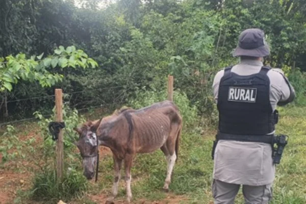 Abatedouro é fechado por vender carne de cavalo para fazer hambúrguer