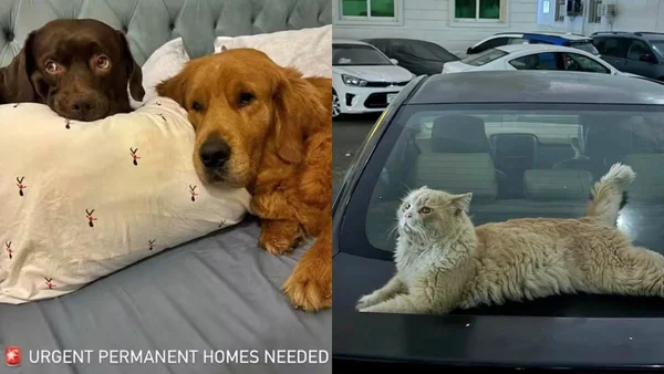 Foto colorida de animais abandonados nos Emirados Árabes Unidos