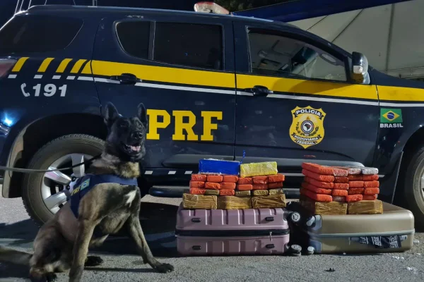 Mulher com 50kg de maconha na mala é presa em ônibus na BR-040