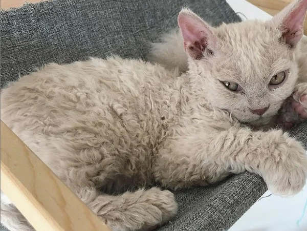 Gato-ovelha