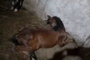 A ração contaminada é fabricada pela empresa Nutratta Nutrição Animal Ltda.
