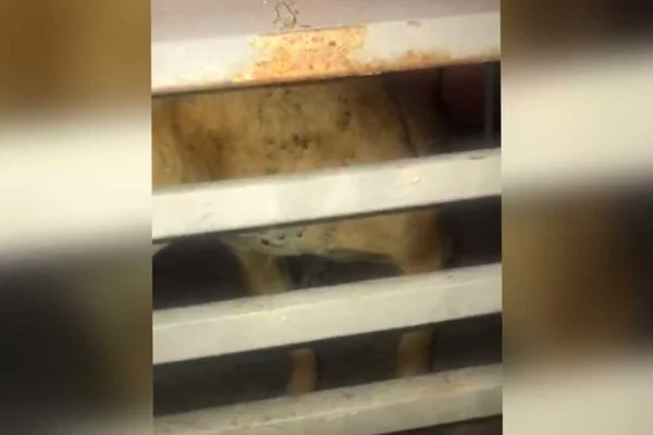 vizinhos encontram animais com carrapatos e denunciam maus-tratos