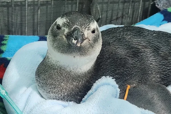 Imagem colorida, pinguins chegam no RJ - Metrópoles