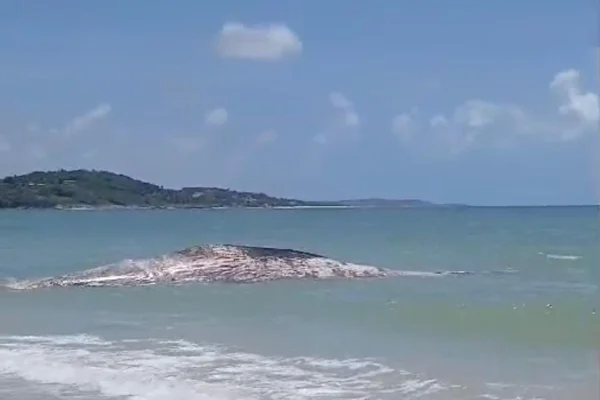 Imagem colorida, baleia no mar - Metrópoles
