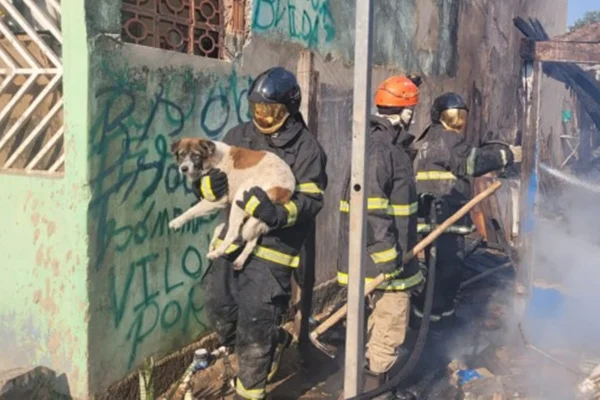 Imagem colorida de cachorro sendo resgatado por bombeiros após incêndio - Metrópoles