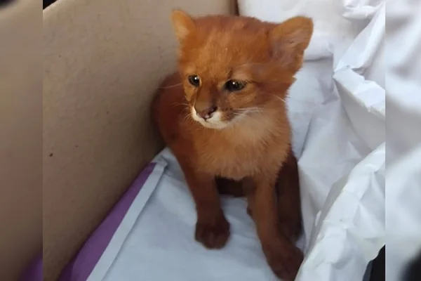 Jovem adota gatinho, mas descobre que “pet” era puma selvagem
