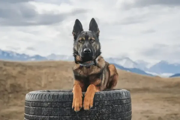Cães de Guarda de Luxo: A Nova Tendência Entre os Super-Ricos