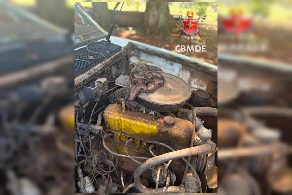 Jiboia se esconde no motor de carro na BR-070 e é resgatada pelos bombeiros - destaque galeria