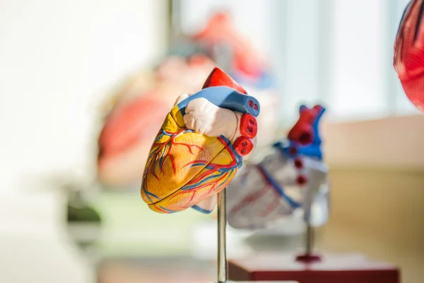 Foto mostra um modelo anatomico de coração humano em consultório. Metrópoles