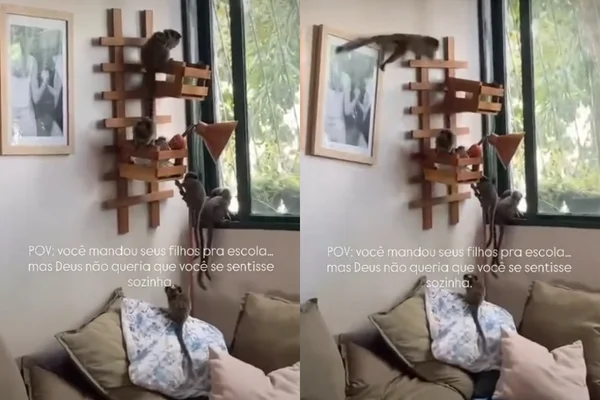 Saguis invadem apartamento no Cruzeiro e roubam comida de moradora