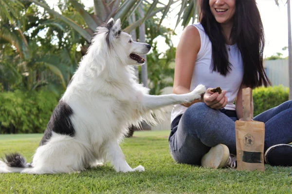 cachorros com petiscos da 374 Pets