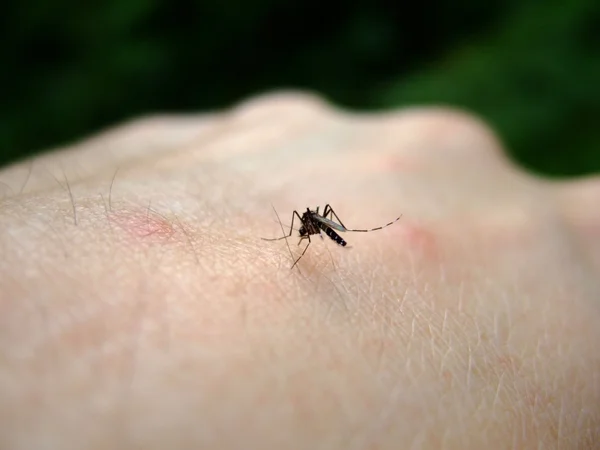 Espanha registra primeiro caso de grávida infectada por zika vírus