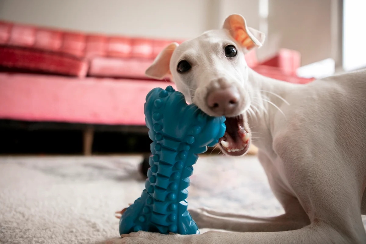 cachorro branco com mordedor azul