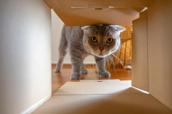 Imagem colorida de gato entrando em caixa