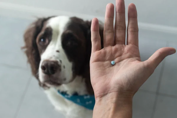 pessoa dando um comprimido para um cachorro