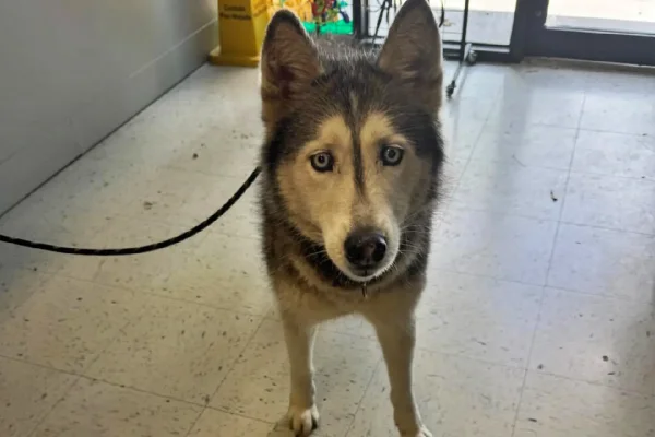 Foto colorida de cadela da raça husky siberiano