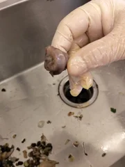 Triturador teria sido entupido com ossos de galinha