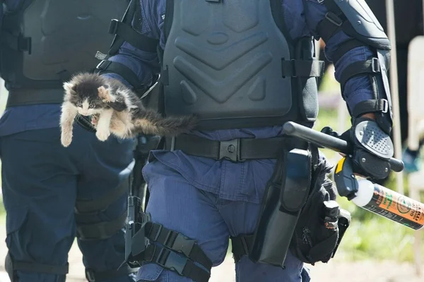 Gato arremessado durante protesto na Esplanada pode perder a pata