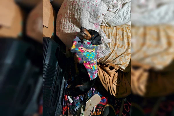 Imagem colorida de cachorro