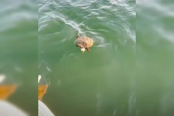 Tartaruga no lago