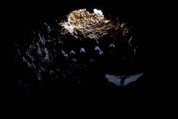 Morcegos frugívoros guincham dentro da Caverna Tinshemet, onde arqueólogos estão escavando um dos mais antigos cemitérios conhecidos do mundo, que remonta a 100.000 anos, perto de Shoam, Israel, terça-feira, 15 de julho de 2025