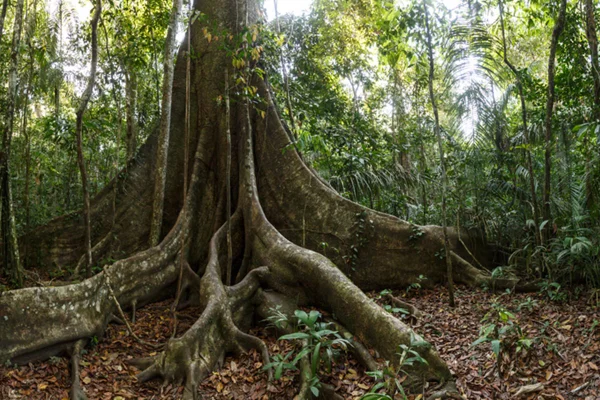 Foto de árvore da Amazônia - Metrópoles