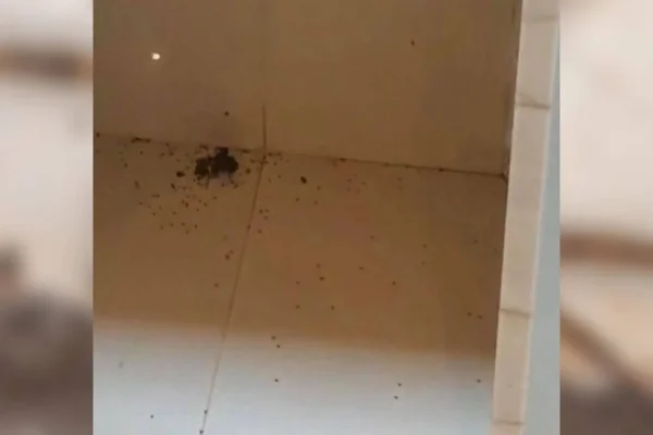 Vídeo: homem dá chinelada para matar aranha e bichos “aparecem”