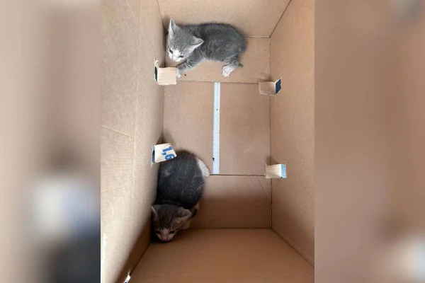 Gatos abandonados no Lago Sul estão à procura de lar. Veja como adotar