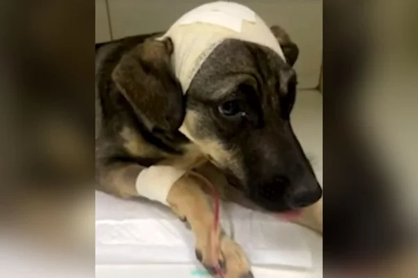Cachorro é internado após ficar gravemente ferido por causa de marteladas na cabeça, em Formosa, Goiás