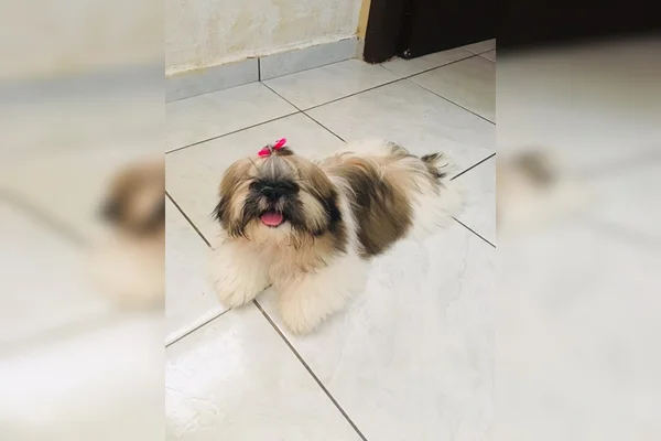 Casal oferece recompensa por cachorro que sumiu após furto em casa