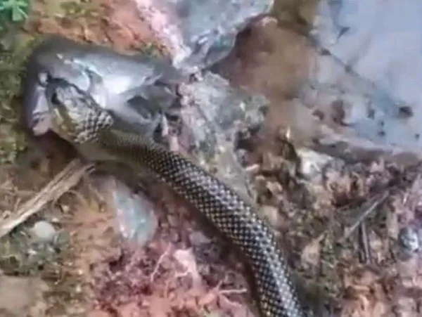 Morador flagra cobra ‘pescando’ em Jaraguá do Sul; veja vídeo