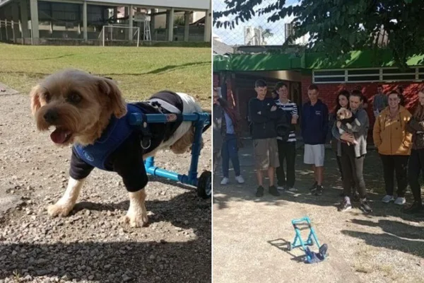 Cão abandonado e paraplégico ganha cadeira de rodas de alunos em SC